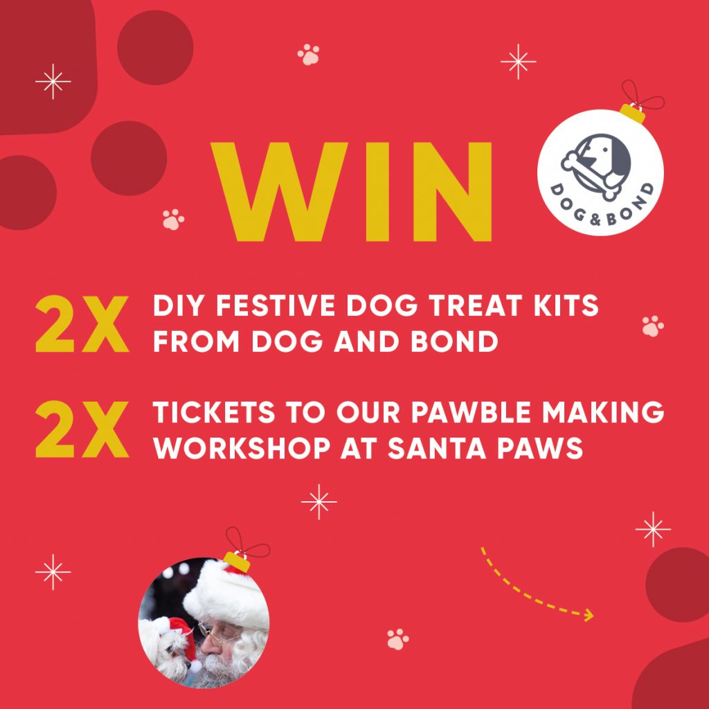 Santa Paws, dog friendly events Manchester, Ex-Paw Manchester