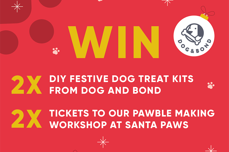 Santa Paws, dog friendly events Manchester, Ex-Paw Manchester